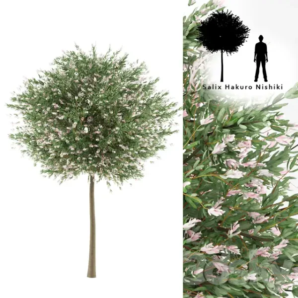 3DSky - Willow Whole Leafed Tree