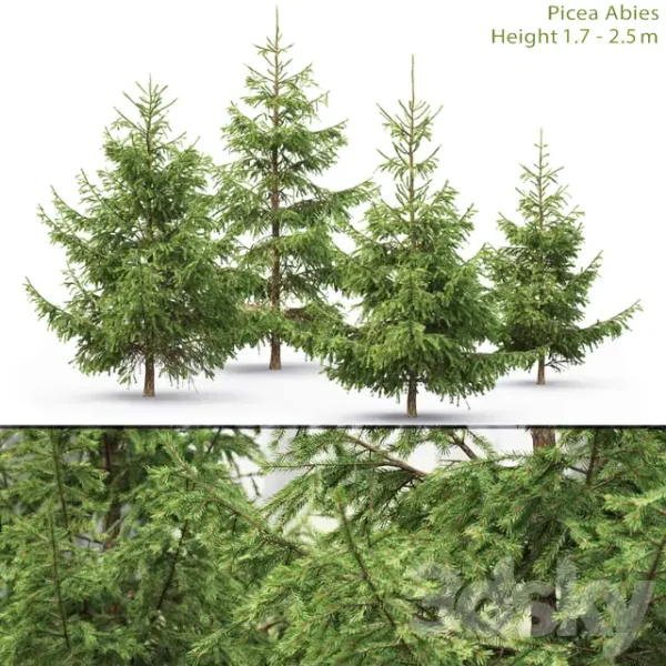 3DSky - Spruce 3