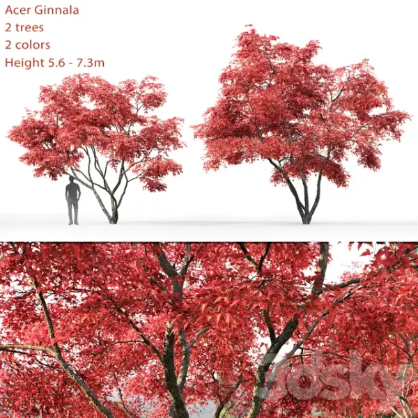 3DSky - Acer Ginnala - Image 2