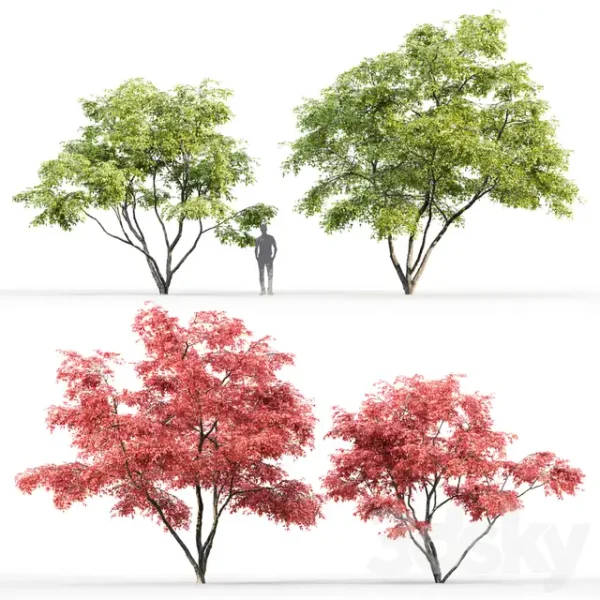 3DSky - Acer Ginnala