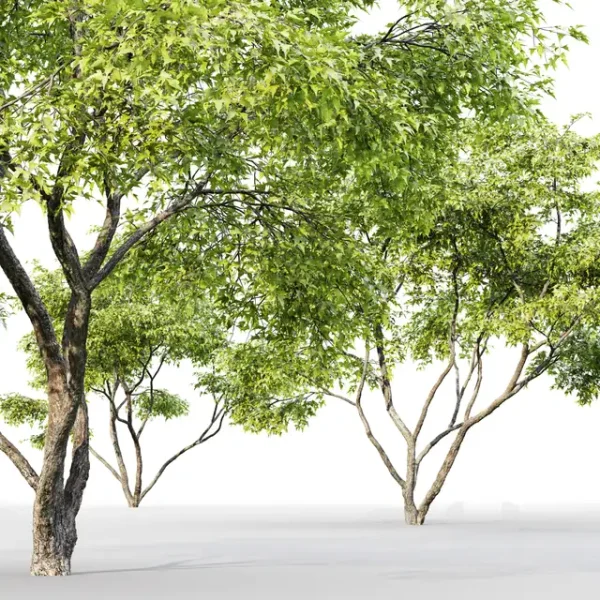 3DSky - Acer Ginnala - Image 3