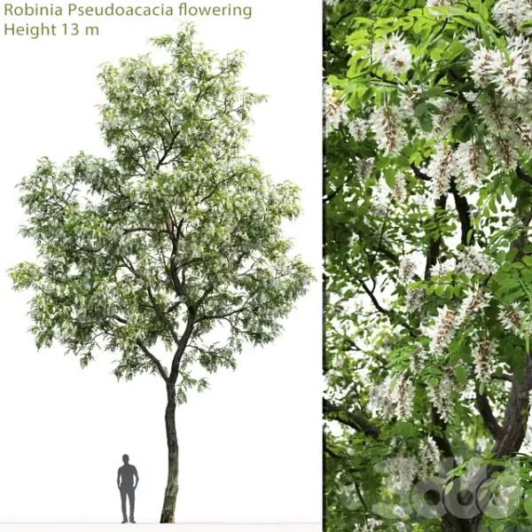 3DSky - Robinia 1