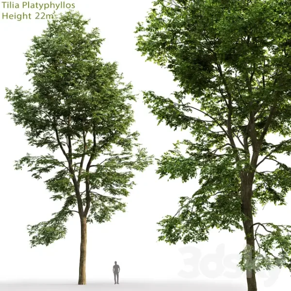 3DSky - Tilia Platyphyllos 01