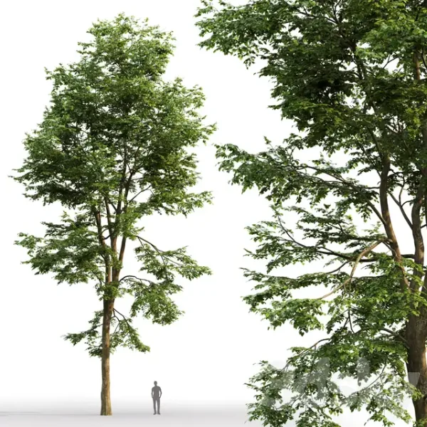 3DSky - Tilia Platyphyllos 01 - Image 2