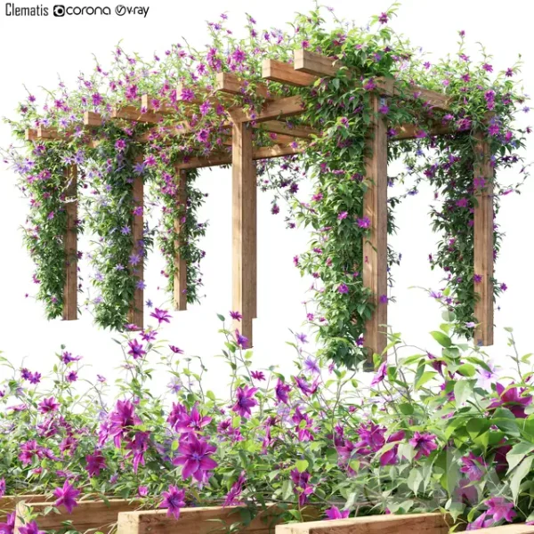 3DSky - Clematis 04
