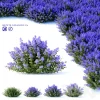 3DSky - Fassen S Catcher Nepeta Fassenii