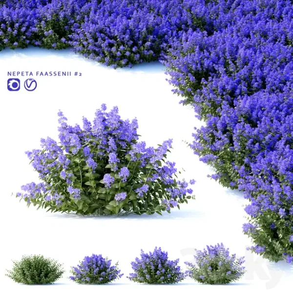 3DSky - Fassen S Catcher Nepeta Fassenii