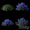 3DSky - Fassen S Catcher Nepeta Fassenii - Image 2