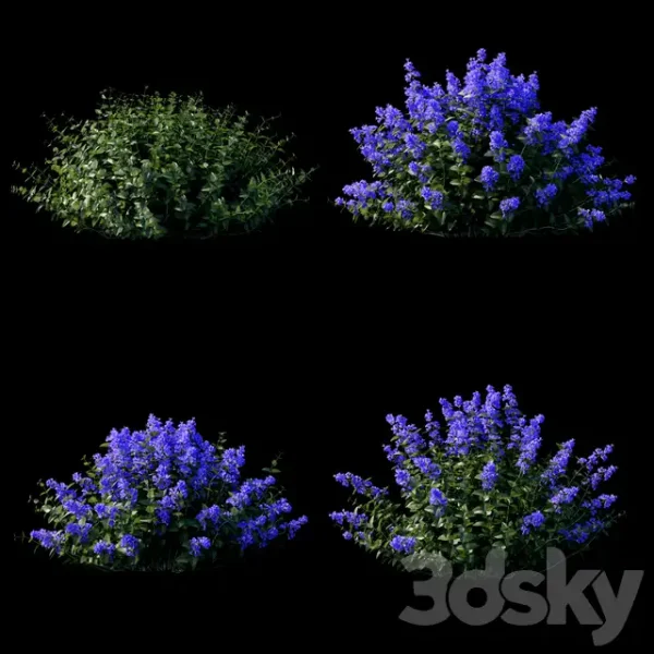 3DSky - Fassen S Catcher Nepeta Fassenii - Image 2