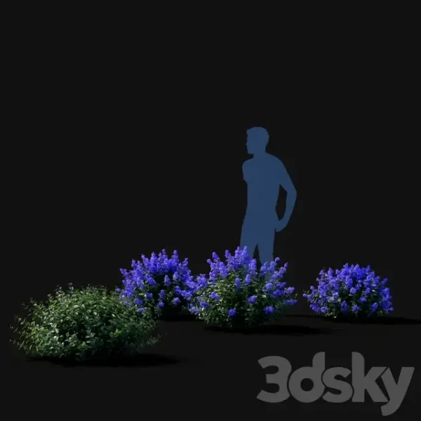 3DSky - Fassen S Catcher Nepeta Fassenii - Image 3