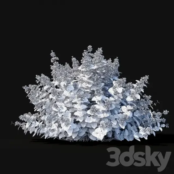 3DSky - Fassen S Catcher Nepeta Fassenii - Image 4
