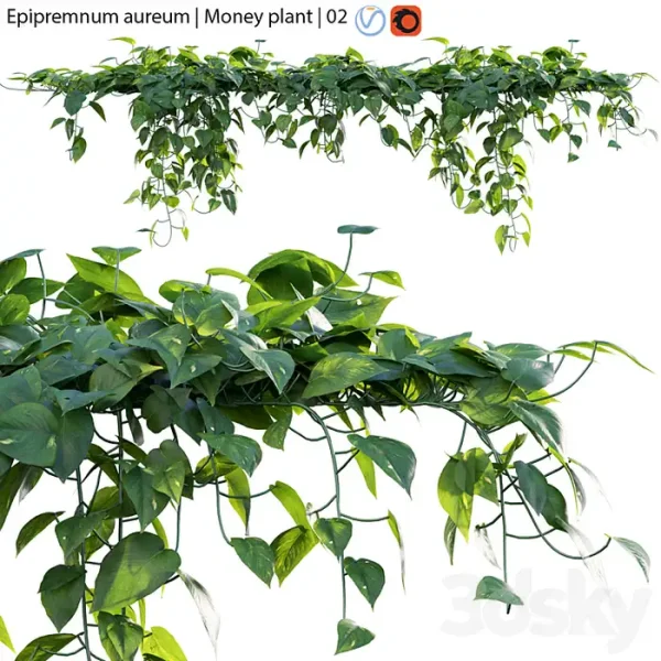 3DSky - Epipremnum Aureum Money Plant 02
