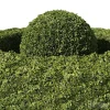 3DSky - Buxus Sempervirens 01 - Image 3