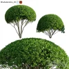 3DSky - Rhododendron 05