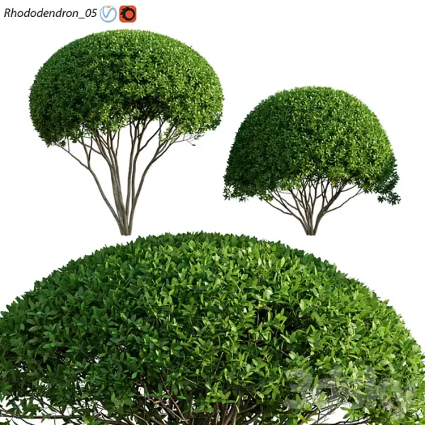3DSky - Rhododendron 05