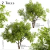 3DSky - Set of Robinia Pseudoacacia Trees - Image 2