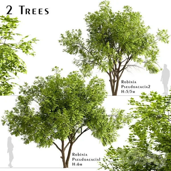 3DSky - Set of Robinia Pseudoacacia Trees - Image 2