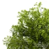 3DSky - Set of Robinia Pseudoacacia Trees - Image 3