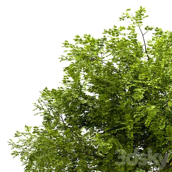 3DSky - Set of Robinia Pseudoacacia Trees - Image 3