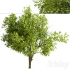 3DSky - Set of Robinia Pseudoacacia Trees - Image 4