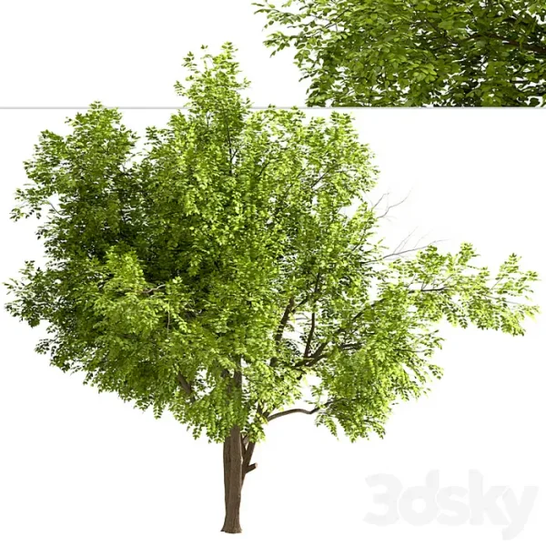 3DSky - Set of Robinia Pseudoacacia Trees - Image 4