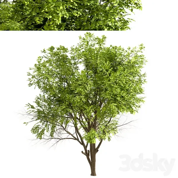 3DSky - Set of Robinia Pseudoacacia Trees