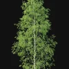 3DSky - Birch Forest Part 12 - Image 2