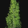 3DSky - Birch Forest Part 12 - Image 3