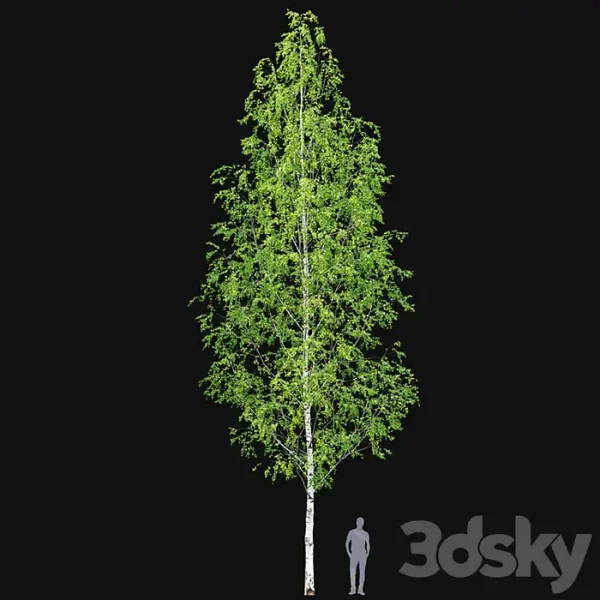 3DSky - Birch Forest Part 12 - Image 4