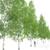 3DSky - Birch Forest Part 12
