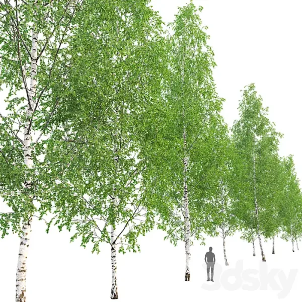 3DSky - Birch Forest Part 12
