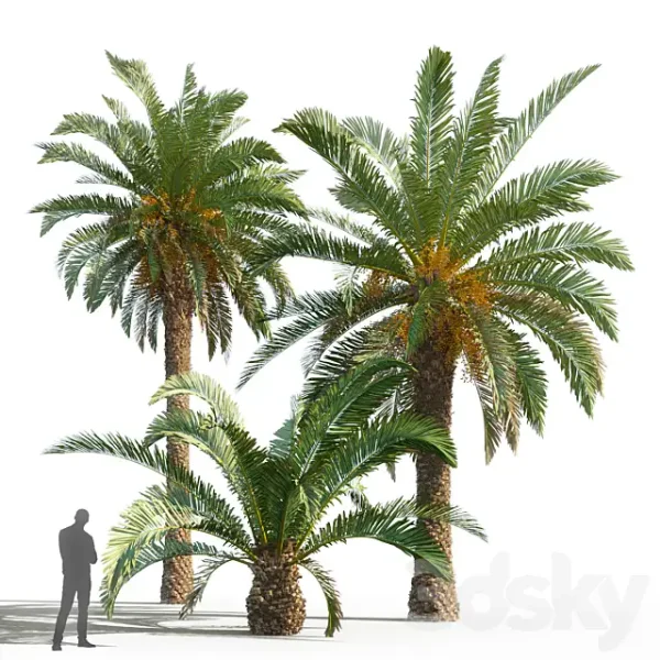 3DSky - Phoenix Canariensis