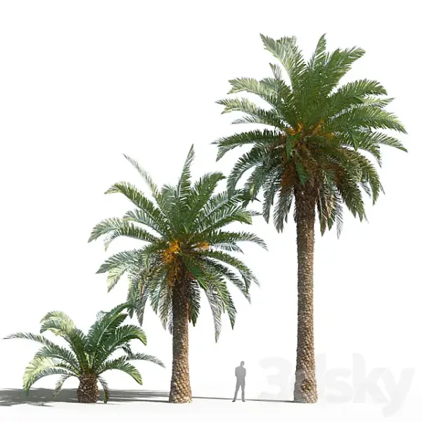 3DSky - Phoenix Canariensis - Image 2