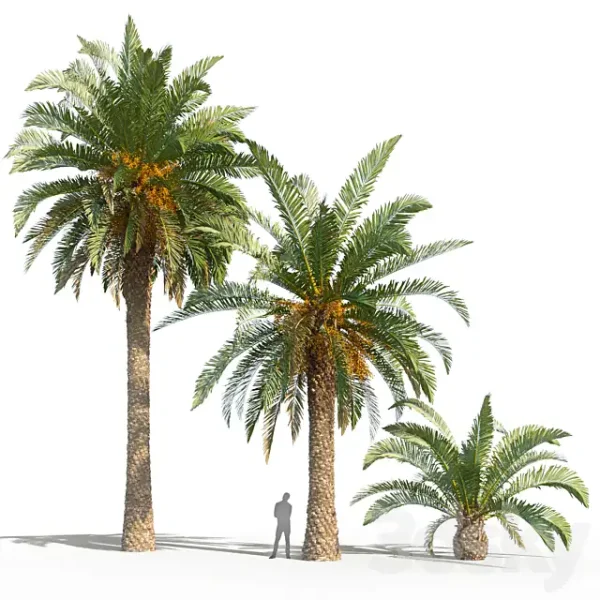 3DSky - Phoenix Canariensis - Image 3