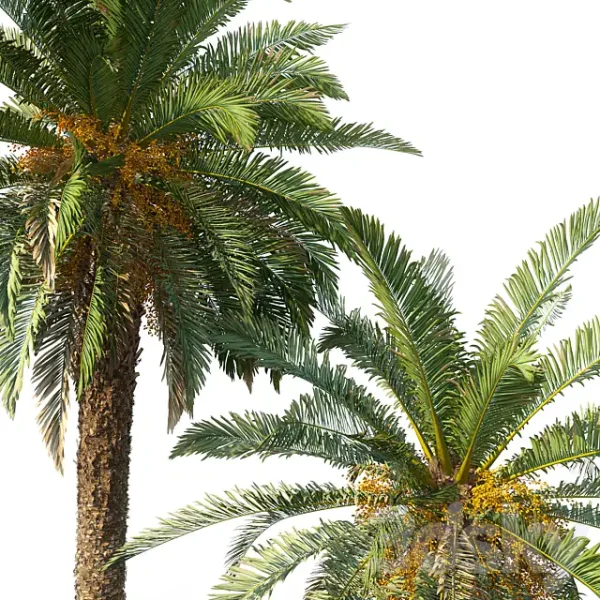 3DSky - Phoenix Canariensis - Image 4