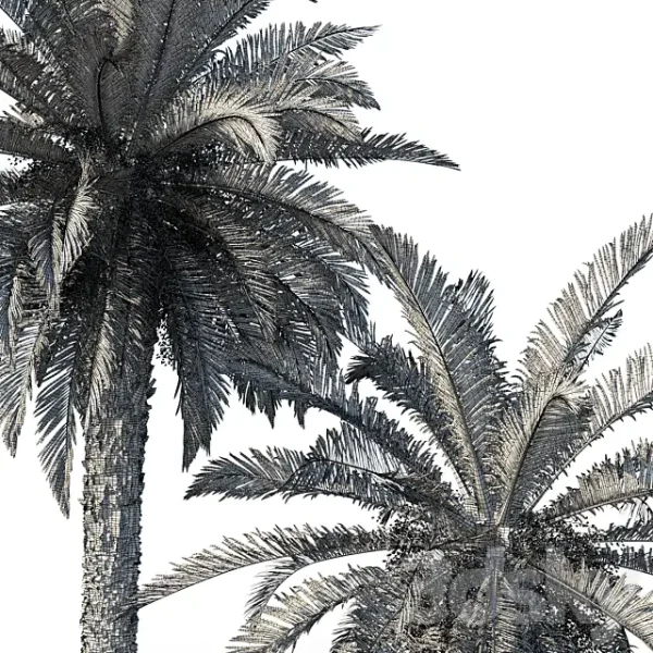 3DSky - Phoenix Canariensis - Image 5