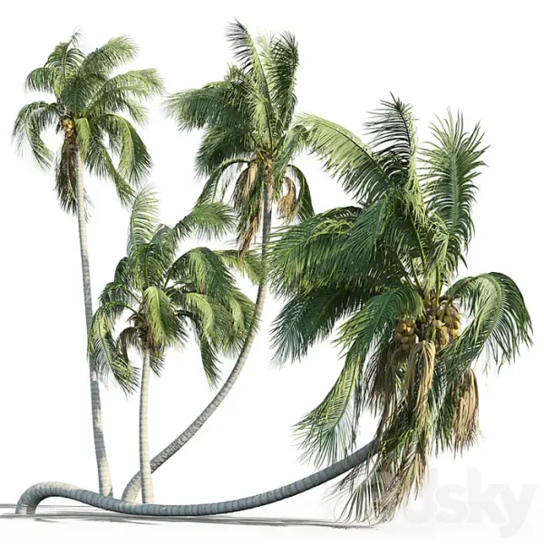3DSky - Cocos Nucifera