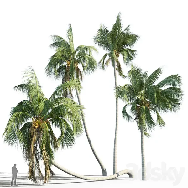 3DSky - Cocos Nucifera - Image 2