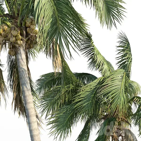 3DSky - Cocos Nucifera - Image 3