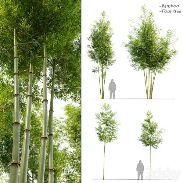 3DSky - Four Bamboo Tree