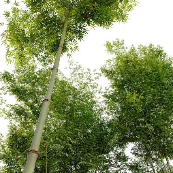 3DSky - Four Bamboo Tree - Image 2
