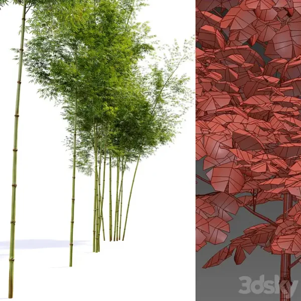3DSky - Four Bamboo Tree - Image 3