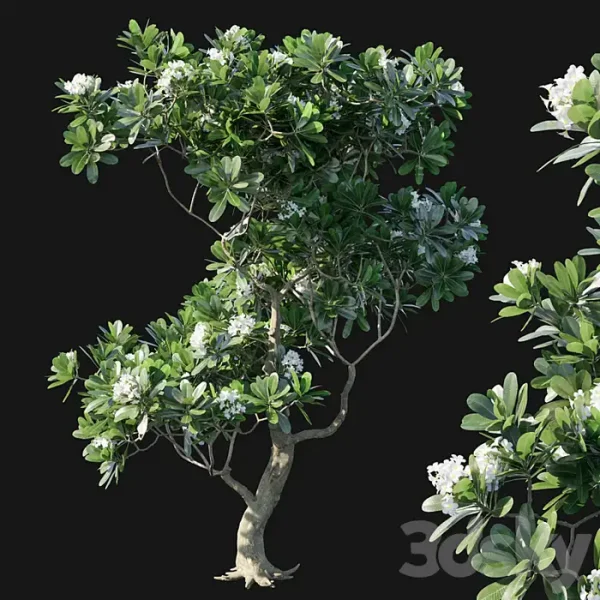 3DSky - Obtusa 02