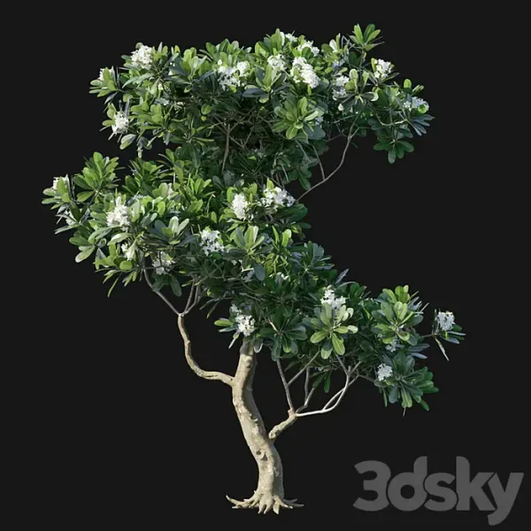 3DSky - Obtusa 02 - Image 2