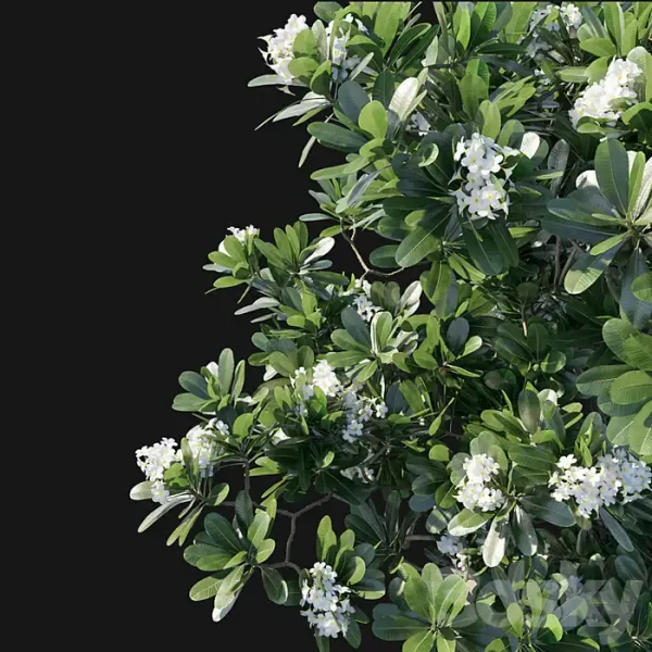 3DSky - Obtusa 02 - Image 3