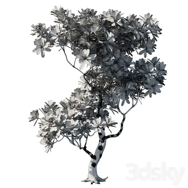 3DSky - Obtusa 02 - Image 4