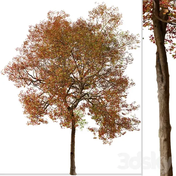 3DSky - Set of American Sweet Gum Tree - Image 2