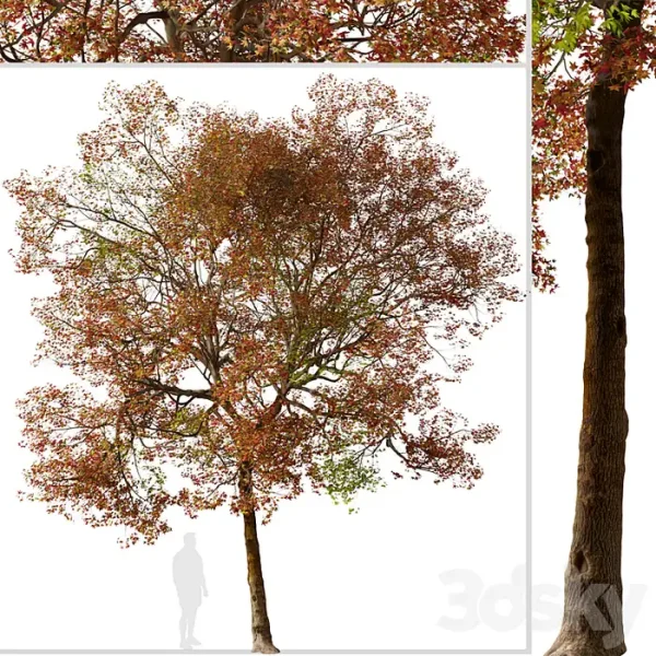 3DSky - Set of American Sweet Gum Tree - Image 3