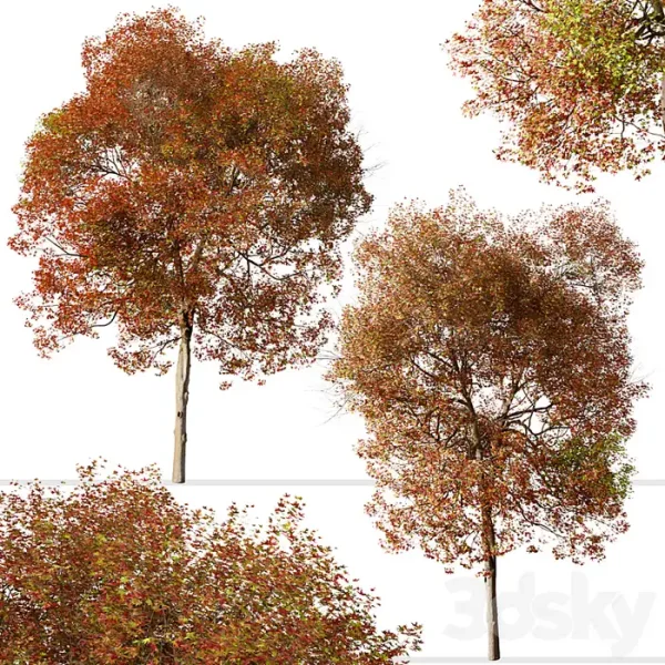 3DSky - Set of American Sweet Gum Tree