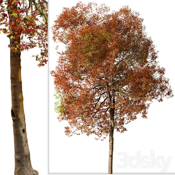 3DSky - Set of American Sweet Gum Tree - Image 4